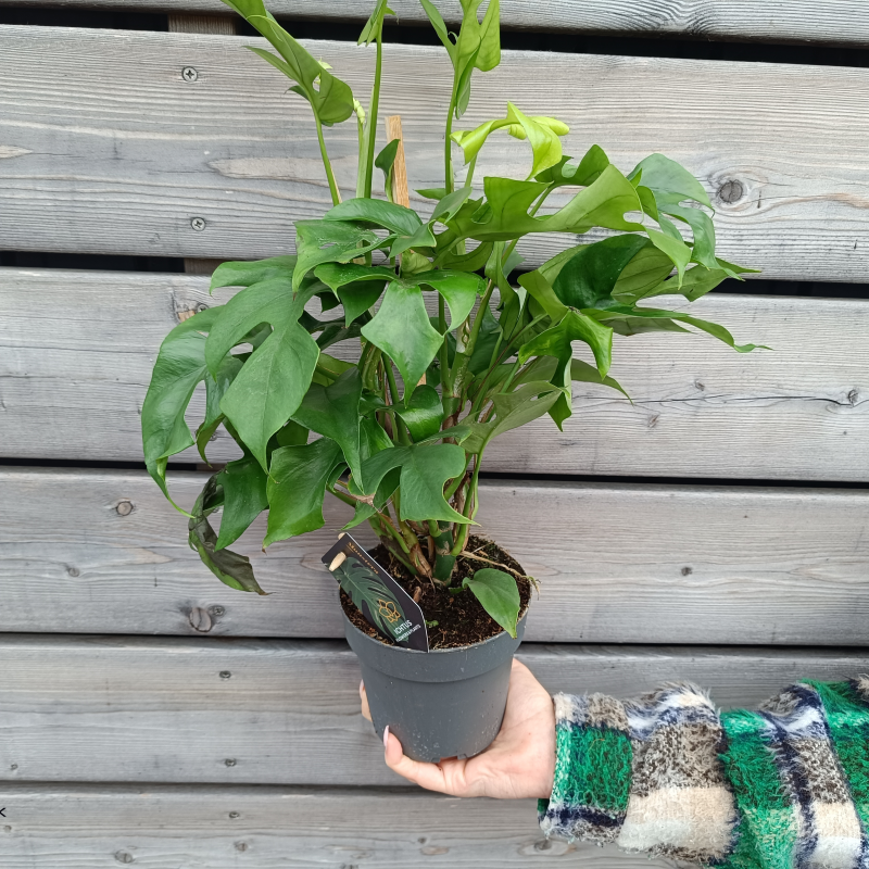 Rhaphidophora tetrasperma (Monstera Minima) - kont. C1,5L, výška  35-40 cm